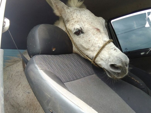 CE – “Furto frustrado: homens tentam levar burro dentro de um Gol e são presos