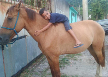 SP – Ladrão devolve cavalo furtado após ver post sobre sofrimento de criança