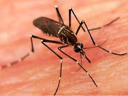 Ministério da Saúde aponta aumento de casos de pessoas com febre amarela