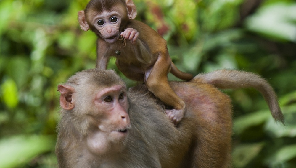Gel anticoncepcional funciona em macacos e pode ser alternativa à vasectomia
