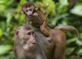 Gel anticoncepcional funciona em macacos e pode ser alternativa à vasectomia