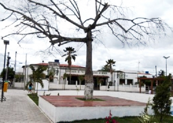 Riachão do Jacuípe: pé de barriguda parece está morrendo