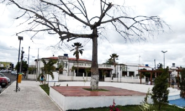 Riachão do Jacuípe: pé de barriguda parece está morrendo