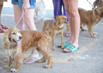 Câmara aprova regras de controle populacional de cães e gatos
