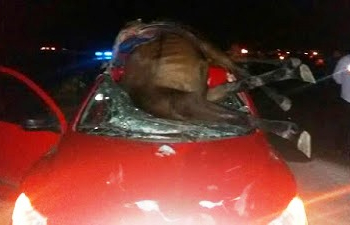 Cavalo é atropelado e cai sobre o parabrisa do carro