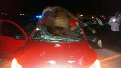 Cavalo é atropelado e cai sobre o parabrisa do carro
