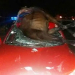 Cavalo é atropelado e cai sobre o parabrisa do carro