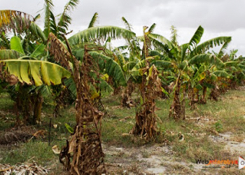 Após fechamento das comportas da Barragem de Ponto Novo, irrigantes já contabilizam grandes prejuízos