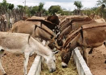 Senhor do Bonfim exportará carne de jegue para a China