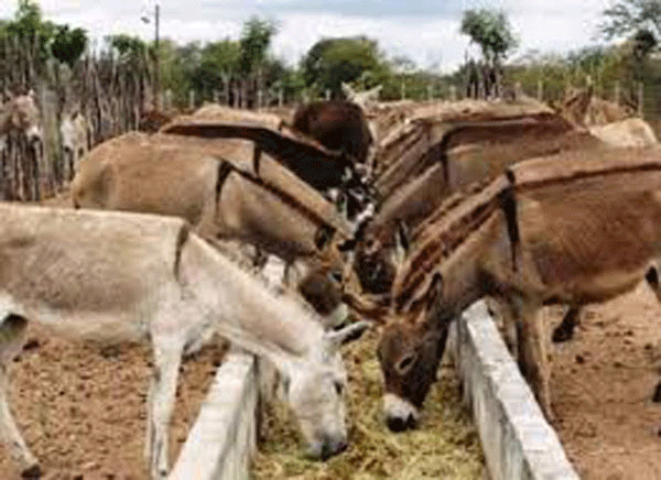 Senhor do Bonfim exportará carne de jegue para a China