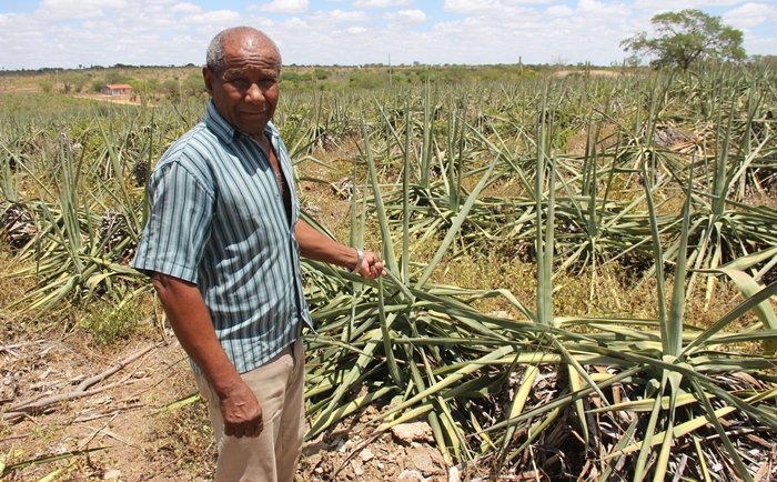 Consequências da seca III – População rural do território do Sisal vive estado de calamidade. Está faltando comida até para humanos