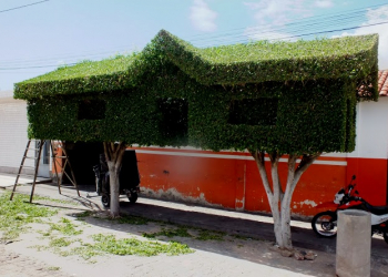 Servidor público realiza verdadeira obra de arte na poda de árvores na cidade de Tucano