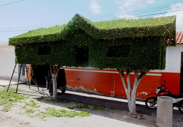 Servidor público realiza verdadeira obra de arte na poda de árvores na cidade de Tucano