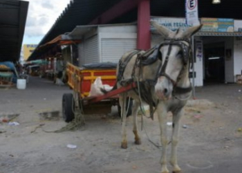 Vitória da Conquista: Prefeitura exige emplacamento e habilitação para carroceiros