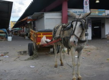 Vitória da Conquista: Prefeitura exige emplacamento e habilitação para carroceiros