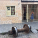 Rodas se soltam após trem descarrilar e quase invadem casa em Santaluz