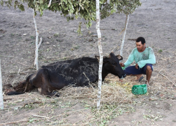 Consequências da Seca II – Vaqueiro trabalha até 17 horas por dia para não deixar o gado passar fome neste período