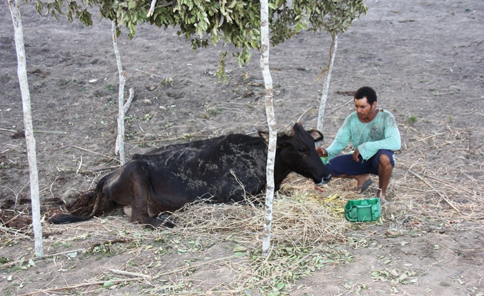 Consequências da Seca II – Vaqueiro trabalha até 17 horas por dia para não deixar o gado passar fome neste período
