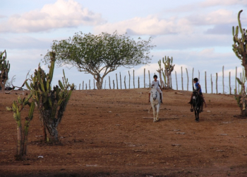 Consequências da Seca II – Vaqueiro trabalha até 17 horas por dia para não deixar o gado passar fome neste período