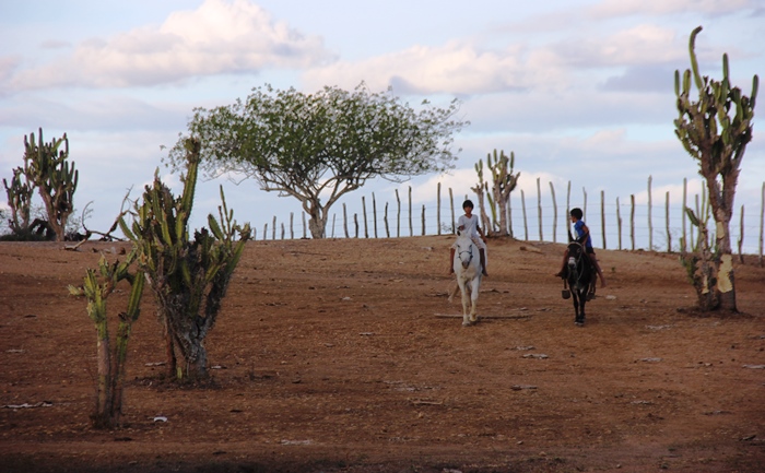 Consequências da Seca II – Vaqueiro trabalha até 17 horas por dia para não deixar o gado passar fome neste período