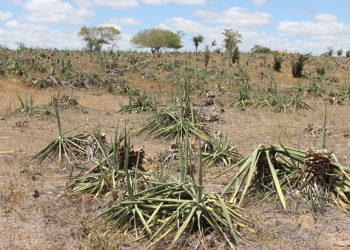 Consequências da seca III – População rural do território do Sisal vive estado de calamidade. Está faltando comida até para humanos