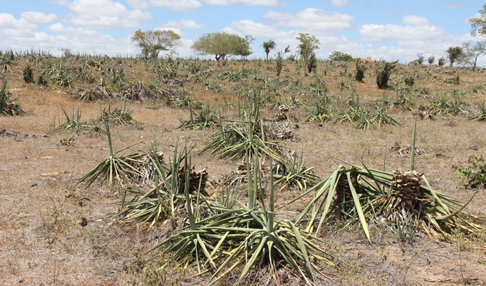Consequências da seca III – População rural do território do Sisal vive estado de calamidade. Está faltando comida até para humanos
