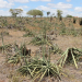 Consequências da seca III – População rural do território do Sisal vive estado de calamidade. Está faltando comida até para humanos