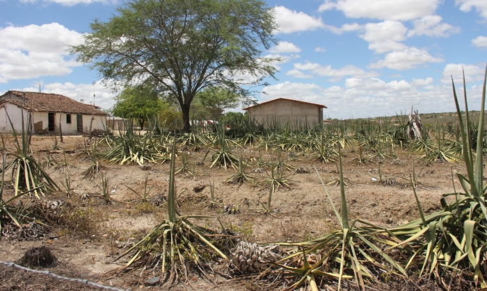Consequências da seca III – População rural do território do Sisal vive estado de calamidade. Está faltando comida até para humanos