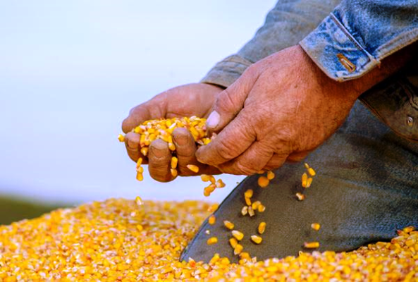Governo Federal autoriza início da venda de milho subsidiado para produtores do Nordeste