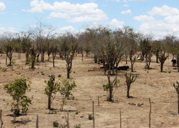 Chuvas aliviam sofrimento dos produtores na região sisaleira depois que a vegetação começou a brotar