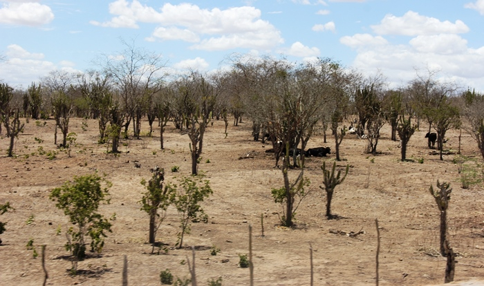 Chuvas aliviam sofrimento dos produtores na região sisaleira depois que a vegetação começou a brotar