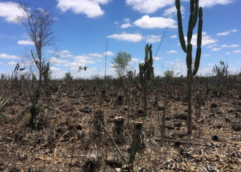 Chuva reacende esperança de produtores rurais e industriais no semiárido da Bahia: ‘Luta continua’