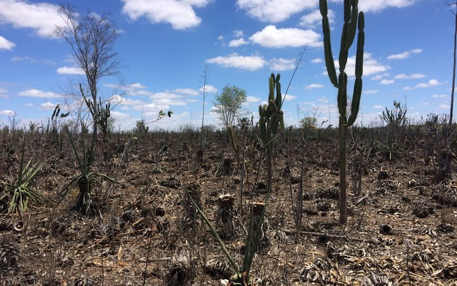 Chuva reacende esperança de produtores rurais e industriais no semiárido da Bahia: ‘Luta continua’