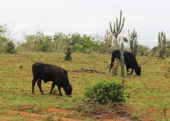 Chuvas aliviam sofrimento dos produtores na região sisaleira depois que a vegetação começou a brotar