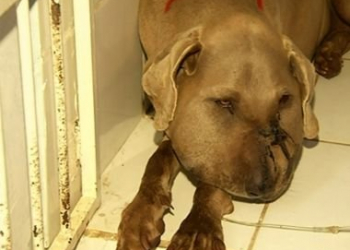 Cadela morre após salvar irmãos e ser picada por cobra em Goiás