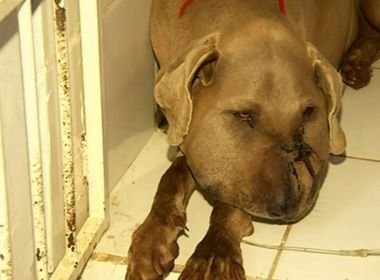 Cadela morre após salvar irmãos e ser picada por cobra em Goiás