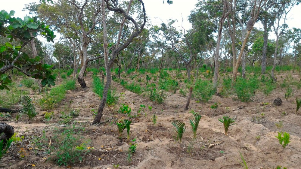 Terreno é descoberto com 20 mil pés de maconha no oeste da Bahia