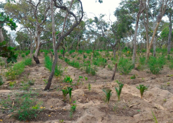 Terreno é descoberto com 20 mil pés de maconha no oeste da Bahia