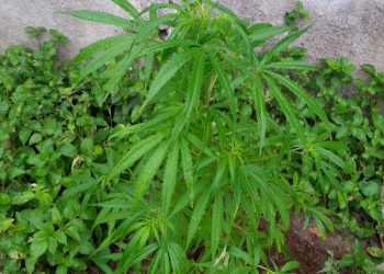 PM escala muro para arrancar pés de maconha em terreno