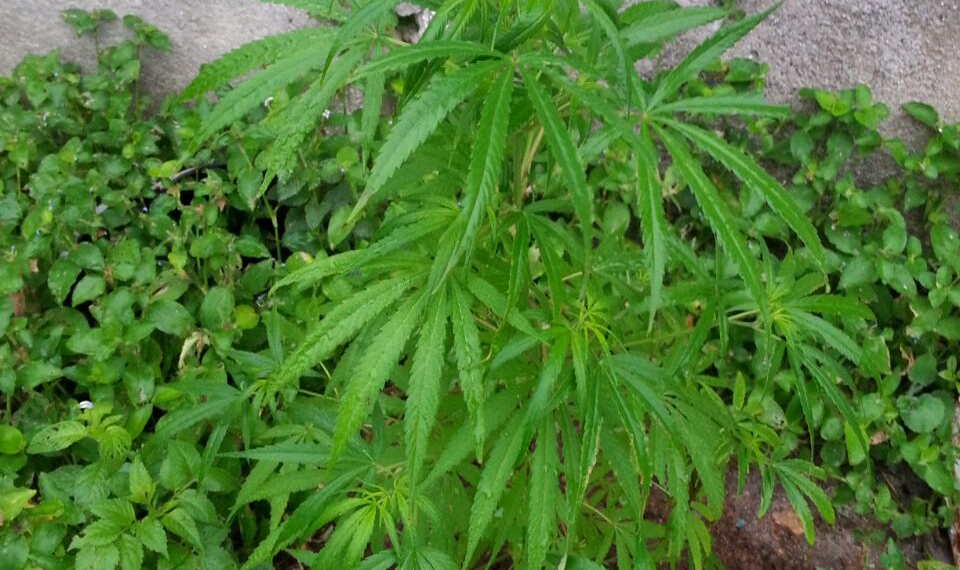 PM escala muro para arrancar pés de maconha em terreno