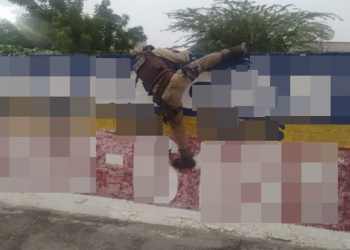 PM escala muro para arrancar pés de maconha em terreno