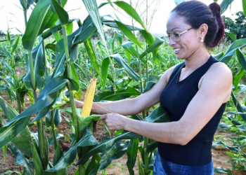 Festas juninas têm sabor da agricultura familiar