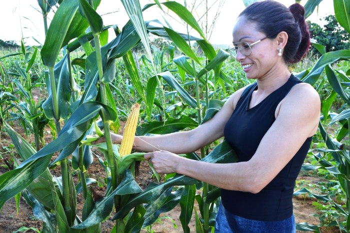 Festas juninas têm sabor da agricultura familiar