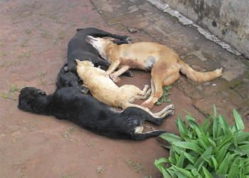 População de Itiúba revoltada com o ‘extermínio’ de cães e gatos