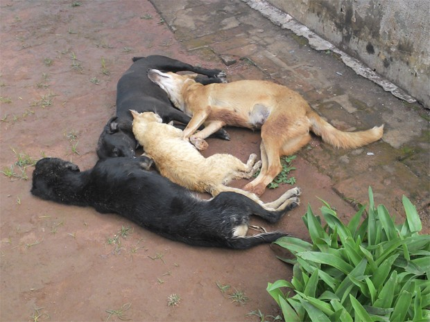 População de Itiúba revoltada com o ‘extermínio’ de cães e gatos