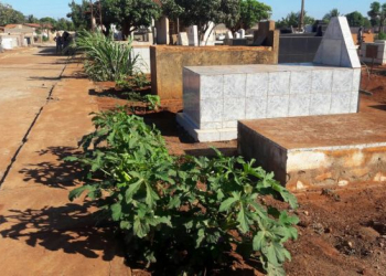 Terra fértil: cemitério está sendo usado para o cultivo de hortaliças para vendas ao consumo humano