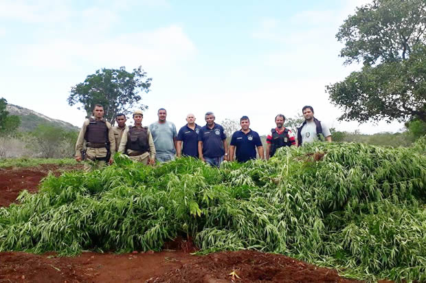 Policia encontra três corpos dentro de poço; no mesmo local havia arma e plantação de maconha
