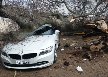 Árvore cai sobre veículos no centro de Jacobina; BMW está entre os danificados