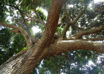 Governo publica a lista das espécies da flora ameaçadas de extinção no Estado