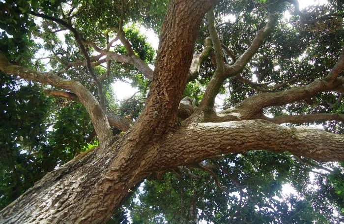 Governo publica a lista das espécies da flora ameaçadas de extinção no Estado